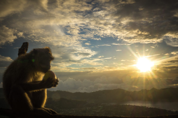 Bali's Affen sind alleine schon eine Reise wert!
