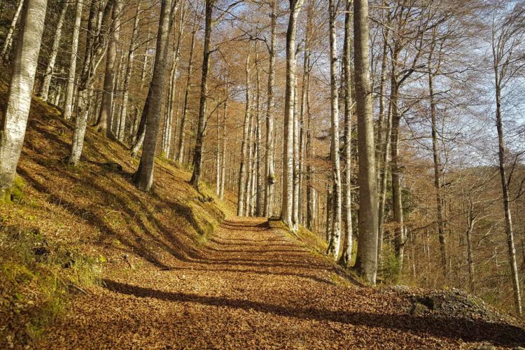 Durch herbstlichen Laubwald der Halserspitz entgegen
