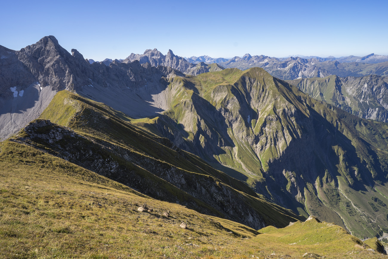 Zahlreiche Steinböcke kurz hinter dem Kreuzeck (2376 m). Mit Blick zur Querung und zum Fürschießersattel (2218 m, mittig)